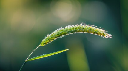 Sticker - Macro photograph of a single blade of grass