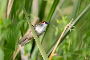 Wall Mural - Chestnut-capped babbler (Timalia pileata) perching on a branch.chestnut-capped babbler is a passerine bird of the family Timaliidae.this photo was taken from Bangladesh.