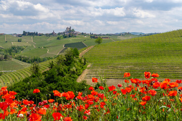 Poster - Typical vineyard near Castiglione Falletto, Barolo wine region, province of Cuneo, region of Piedmont, Italy