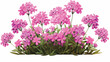 Verbena bonariensis flowers in a herb garden image 