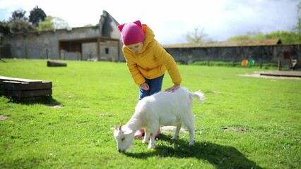 Wall Mural - Adorable little girl playing with goats at farm. Child familiarizing herself with animals.