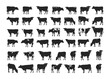 Cow silhouettes vector set. Spotted agricultural cattle herbivore hoofed horned animal black icons isolated on white background