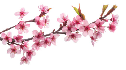 sakura tree branch flower cutout png isolated on white or transparent background