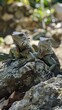 A couple of iguanas basking on a warm rock