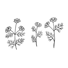 Wall Mural - Chamomile hand drawn illustration. Vector isolated branch ink style.