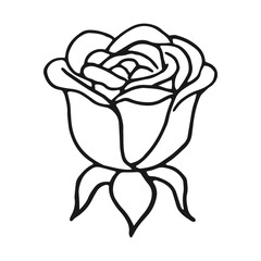 Wall Mural - Rose blossom, buds. Hand drawn vector illustration in outline style.