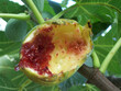 A close view of a fig eaten by starlings (sturnus), amidst verdant leaves; the struggle between nature and agriculture