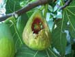 A close view of a fig half-eaten by starlings (sturnus), amidst verdant leaves; the struggle between nature and agriculture