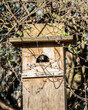 Cozy starling abode in spring. A sturnus vulgaris peeks from a wooden nesting box, harmonizing with nature's resurgence.