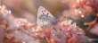 silvery pearl butterfly on delicate pink flowers in drops of dew at sunrise