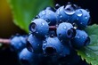 Blueberry covered in water drops. Fresh Blueberry