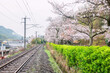 Railway by sakura blossom at Tozan Sueyama shrine, Imari