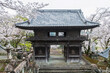 Yoshiura wooden shrine with white sakura blossom, Kashima