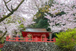 Couple visit Yutoku Inari museum  with pink sakura, Kashima, Saga