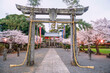 Torii gate with pink sakura light up at Matsukage Shrine, Kashima