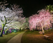 Sakura blossom tunnel light up at Ureshino Onsen Park, Saga