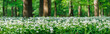 Flowers of wild garlic (allium ursinum) in woodland. Forest floor in spring. Panoramic view. Selective focus