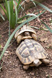 Hermanni turtles play together