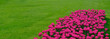 A flowerbed with bright pink tulips against a background of green grass. Banner