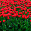 Background of bright spring red tulips.