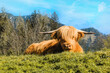 Scottish breed of Highland cows with fluffy hair.