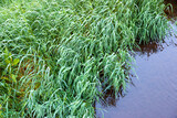 Fototapeta  - Top view of green grass tilted by the wind over rippling dark water