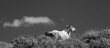 White stallion wild horse in the Salt River wild horse management area near Mesa Arizona United States