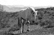 White wild horse stallion in the Salt River wild horse management area near Scottsdale Arizona United States