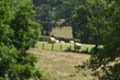typical landscape of the Auvergne with hay-bales, meadows and trees in summer