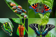 A Detailed Artistic Illustration of Butterfly Life Cycle: From Egg, Larva, Pupa to Adult Butterfly