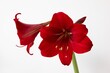 Red Hippeastrum reginae (amaryllis) flower in front of bright background