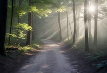 Dirt Path Through A Forest With Tall Trees And Sunlight Filtering Through The Foliage