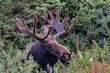 702-80 Moose Look