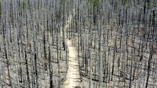 A Forest With A Road Running Through It. The Trees Are Dead And The Road Is Covered In Ash