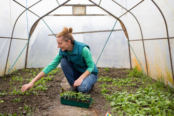 Wall Mural - woman planting cucumber seedlings home gardening