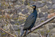 waterfowl wild bird cormorant sitting on a tree branch
