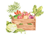 Fototapeta Dziecięca - Vegetables in a wooden box. Cauliflower, cucumbers and beet. Tomato, potato and parsley plant, onion. Green peas and carrot. Hand drawn botanical watercolor illustration isolated on white background