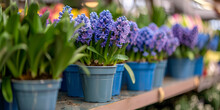 Hyacinths Muscari Daffodils In Pots Bulbous Perennial Flowers Spring Flowers In Pots Many Blue Violet Flowering Hyacinths In Pots Eco Ocean Canna Lily Plant