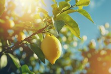 Meyer Lemon Dangling From Twig, Sun Rays Filtering Through Tree Leaves