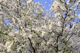 Fototapeta  - Flowering fruit tree in spring. White small flowers of Mirabelle plum, also known as mirabelle prune or cherry plum (Prunus domestica subsp. syriaca).