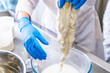 Production of traditional artisan mozzarella cheese. Close-up. Selected focus.