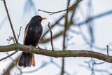Fototapeta Londyn - A blackbird resting on a tree branch
