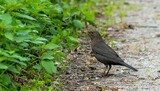 Fototapeta Londyn - young blackbird in the natural environment