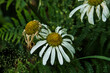 almost finished flowering daisy in  a nature area in the French region of the Morvan