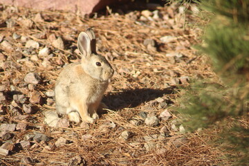 rabbit on the ground