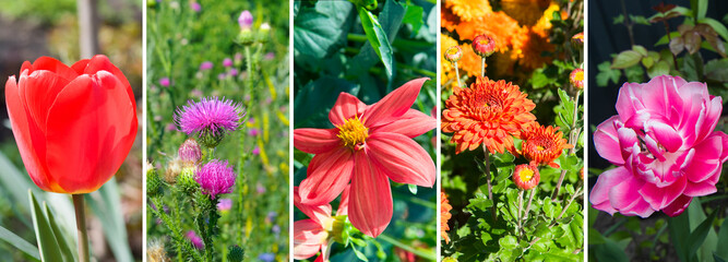 Canvas Print - collage of garden flowers. Wide photo.