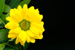 Close-up of yellow flower with green leaves on black background, decoration, space for text