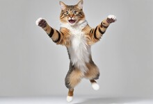 Domestic Cat Jumping In Air In Bright Colours 