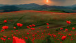   A field filled with red blooms as the sun sets, casting golden hues over distant hills