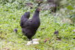View of a mother hen with her chicks